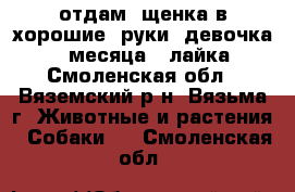 отдам  щенка в хорошие  руки  девочка  3  месяца   лайка - Смоленская обл., Вяземский р-н, Вязьма г. Животные и растения » Собаки   . Смоленская обл.